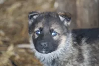 Sheba , a male German Shepherd Dog for sale in Shippenville, PA – Photo 4 of 5