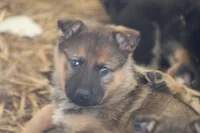 Sheba , a male German Shepherd Dog for sale in Shippenville, PA – Photo 3 of 5