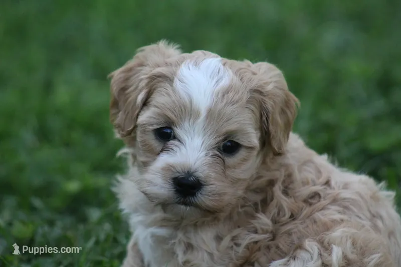 Colton  – Maltipoo puppy for sale in Shippenville, PA