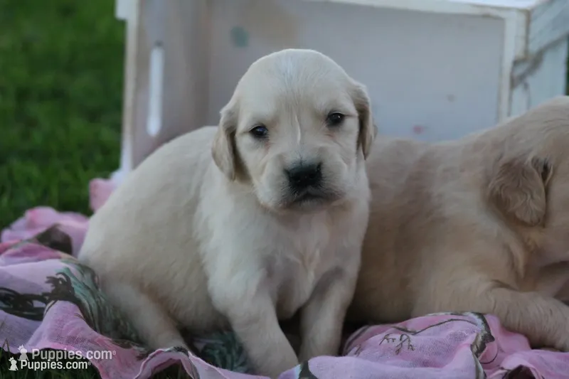 Shyanne  – English Cream Golden Retriever puppy for sale in Shippenville, PA
