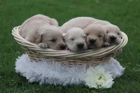 Daisy , a female English Cream Golden Retriever for sale in Shippenville, PA – 3 of 4