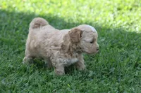 Colton , a male Maltipoo for sale in Shippenville, PA – 3 of 3
