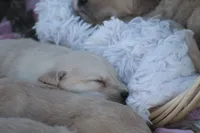 Shyanne , a female English Cream Golden Retriever for sale in Shippenville, PA – 4 of 6