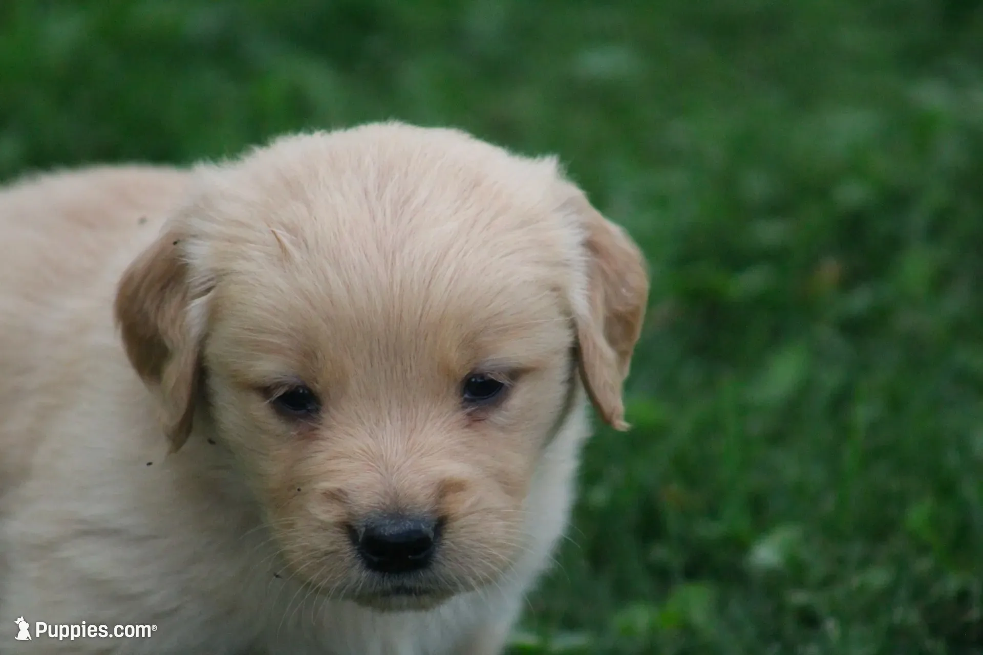 Dahlia , a female English Cream Golden Retriever for sale in Shippenville, PA – 5 of 8
