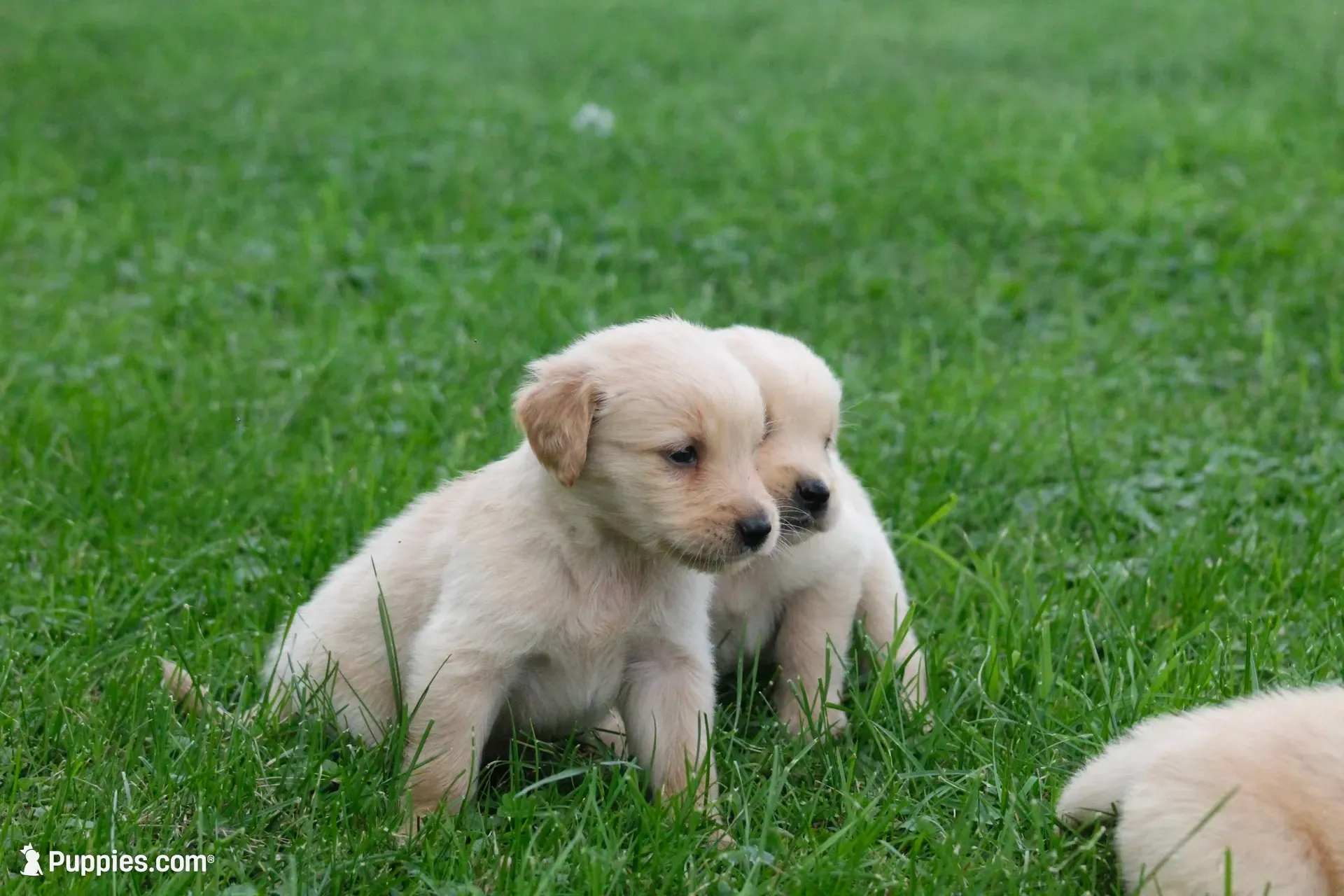 Dahlia , a female English Cream Golden Retriever for sale in Shippenville, PA – 3 of 8