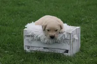 Hunter , a male English Cream Golden Retriever for sale in Shippenville, PA – 6 of 7