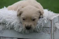 Hunter , a male English Cream Golden Retriever for sale in Shippenville, PA – 7 of 7