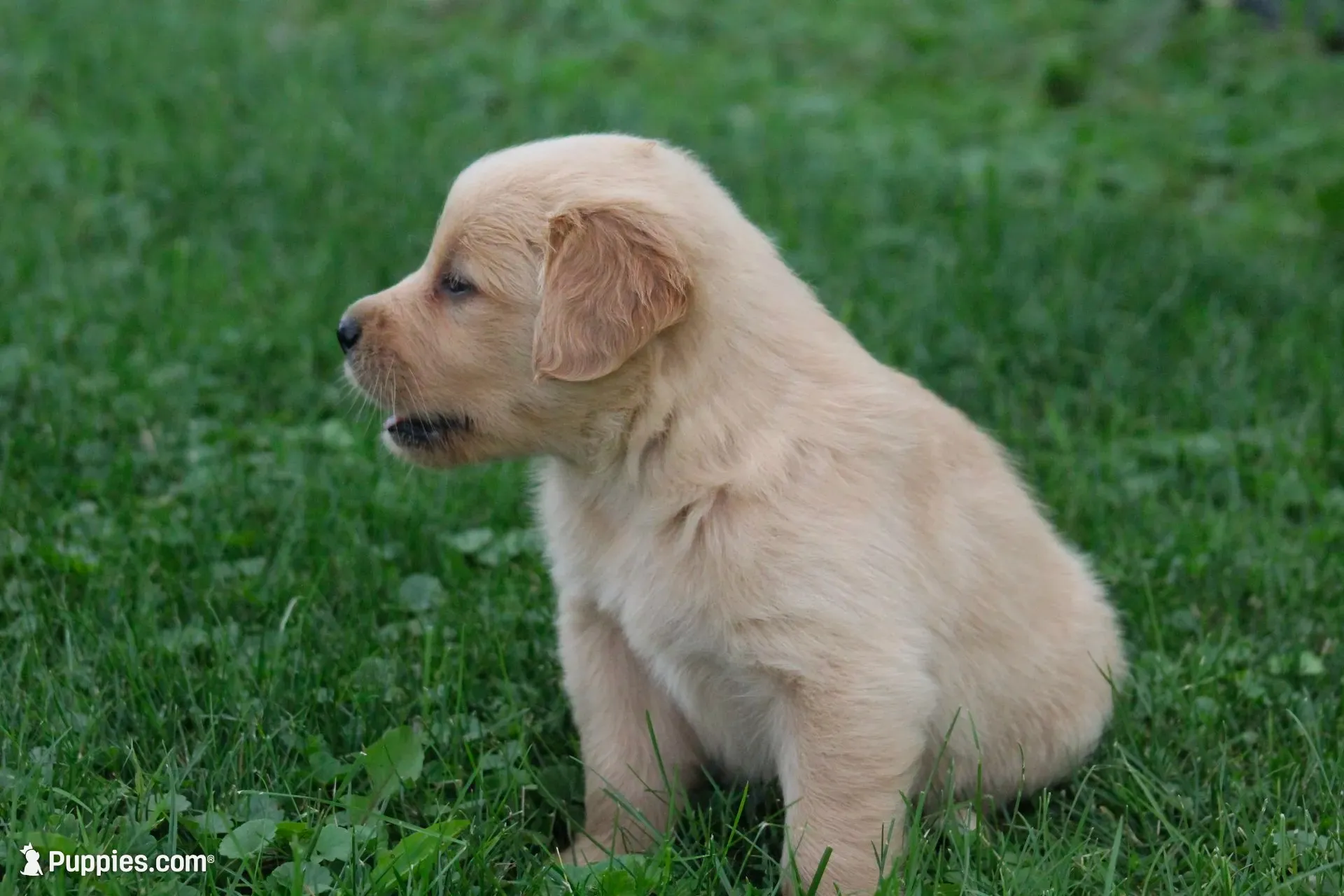 Dahlia , a female English Cream Golden Retriever for sale in Shippenville, PA – 2 of 8