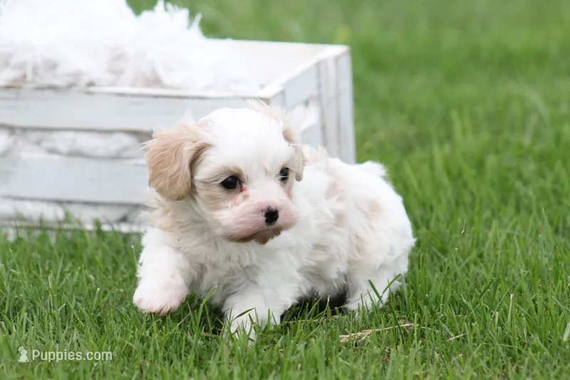 Teddy  – Cavalier King Charles Spaniel, Maltese puppy for sale in Shippenville, PA