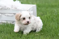 Teddy , a male Cavalier King Charles Spaniel and Maltese for sale in Shippenville, PA – 1 of 7