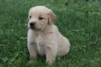 Hunter , a male English Cream Golden Retriever for sale in Shippenville, PA – 3 of 4
