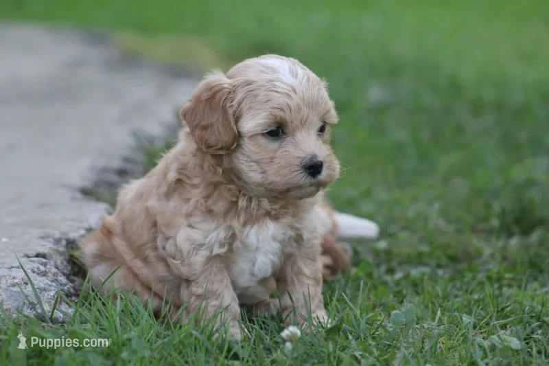 Colton  – Maltipoo puppy for sale in Shippenville, PA