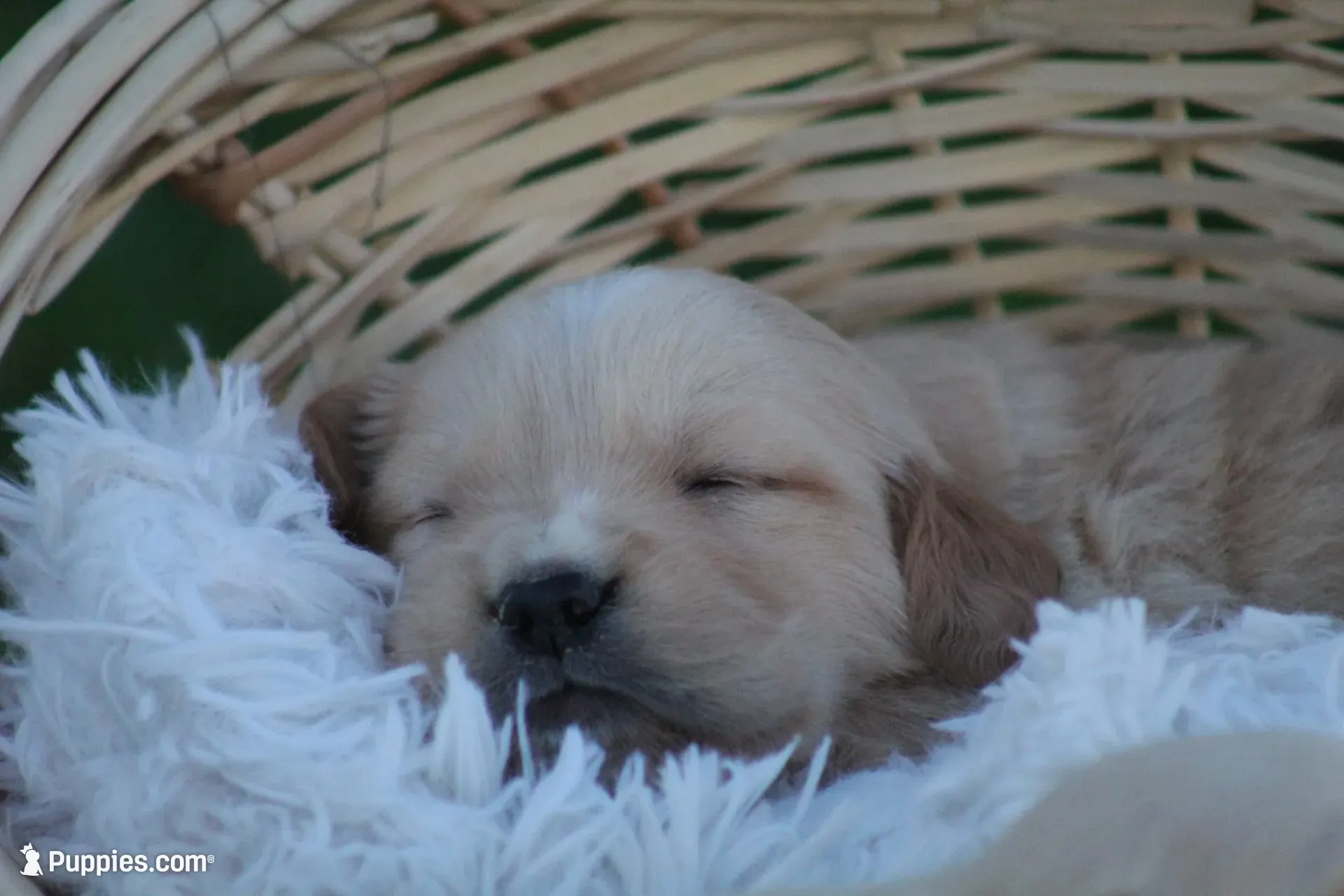 Larry , a male English Cream Golden Retriever for sale in Shippenville, PA – 3 of 6