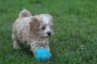 Connor , a male Maltipoo for sale in Shippenville, PA – 4 of 7