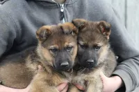 Sheba , a female German Shepherd Dog for sale in Shippenville, PA – 2 of 2