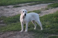 Kiyah, a female Labrador Retriever for sale in Shippenville, PA – Photo 6 of 7
