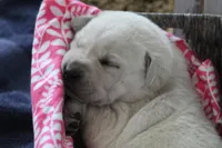 Kiyah, a female Labrador Retriever for sale in Shippenville, PA – Photo 4 of 7