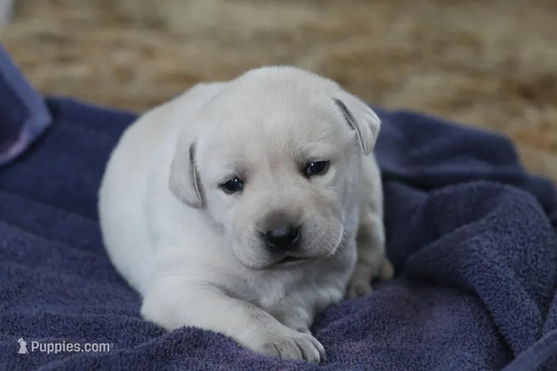 Kiyah, a female Labrador Retriever for sale in Shippenville, PA – Photo 1 of 7