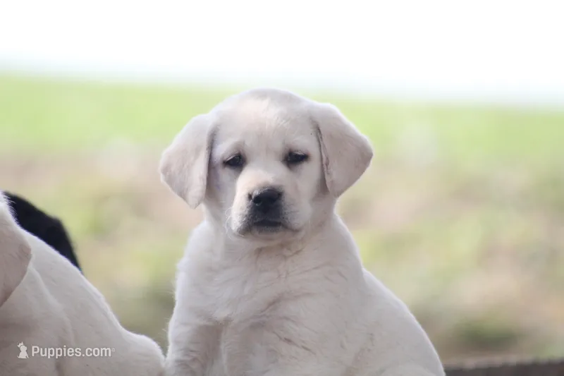 Kiyah – Labrador Retriever puppy for sale in Shippenville, PA