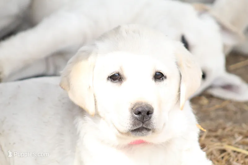 Kiyah – Labrador Retriever puppy for sale in Shippenville, PA