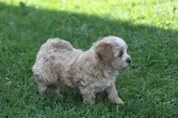 Connor , a male Maltipoo for sale in Shippenville, PA – 6 of 7