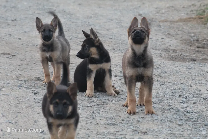 Chip , a female German Shepherd Dog for sale in Shippenville, PA – 1 of 2
