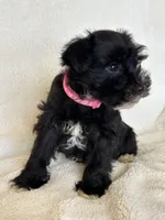 Paris, a female Miniature Schnauzer for sale in Tacoma, WA – Photo 4 of 10