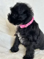 Paris, a female Miniature Schnauzer for sale in Tacoma, WA – Photo 10 of 10