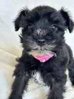 Paris, a female Miniature Schnauzer for sale in Tacoma, WA – Photo 9 of 10