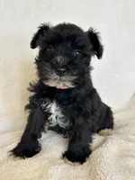 Paris, a female Miniature Schnauzer for sale in Tacoma, WA – Photo 3 of 10