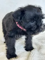 Paris, a female Miniature Schnauzer for sale in Tacoma, WA – Photo 8 of 10