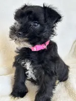 Paris, a female Miniature Schnauzer for sale in Tacoma, WA – Photo 5 of 10