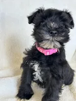 Paris, a female Miniature Schnauzer for sale in Tacoma, WA – Photo 1 of 10