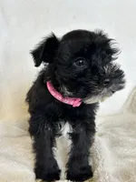 Paris, a female Miniature Schnauzer for sale in Tacoma, WA – Photo 2 of 10