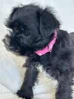Paris, a female Miniature Schnauzer for sale in Tacoma, WA – Photo 7 of 10