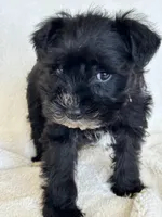 Paris, a female Miniature Schnauzer for sale in Tacoma, WA – Photo 6 of 10