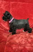 Paris, a female Miniature Schnauzer for sale in Tacoma, WA – Photo 4 of 10