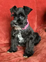 Paris, a female Miniature Schnauzer for sale in Tacoma, WA – Photo 10 of 10