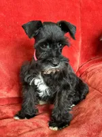 Paris, a female Miniature Schnauzer for sale in Tacoma, WA – Photo 3 of 10