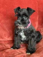 Paris, a female Miniature Schnauzer for sale in Tacoma, WA – Photo 7 of 10