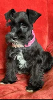 Paris, a female Miniature Schnauzer for sale in Tacoma, WA – Photo 9 of 10