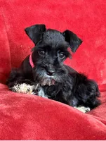 Paris, a female Miniature Schnauzer for sale in Tacoma, WA – Photo 2 of 10