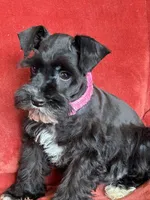 Paris, a female Miniature Schnauzer for sale in Tacoma, WA – Photo 6 of 10