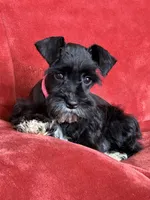 Paris, a female Miniature Schnauzer for sale in Tacoma, WA – Photo 8 of 10