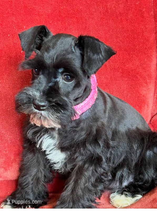 Paris – Miniature Schnauzer puppy for sale in Tacoma, WA