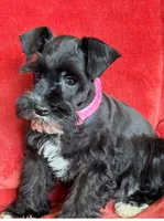Paris, a female Miniature Schnauzer for sale in Tacoma, WA – Photo 1 of 10