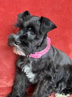 Paris, a female Miniature Schnauzer for sale in Tacoma, WA – Photo 5 of 10