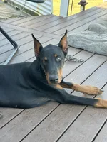 Joleen, a female Doberman Pinscher for sale in Tacoma, WA – Photo 5 of 6