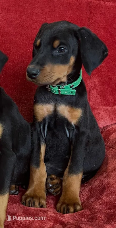 Joleen – Doberman Pinscher puppy for sale in Tacoma, WA