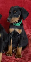 Joleen, a female Doberman Pinscher for sale in Tacoma, WA – Photo 1 of 6